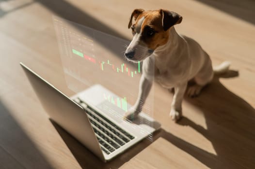 Jack Russell Terrier dog looks into a laptop. HUD menu. Stock charts. brokerage terminal.