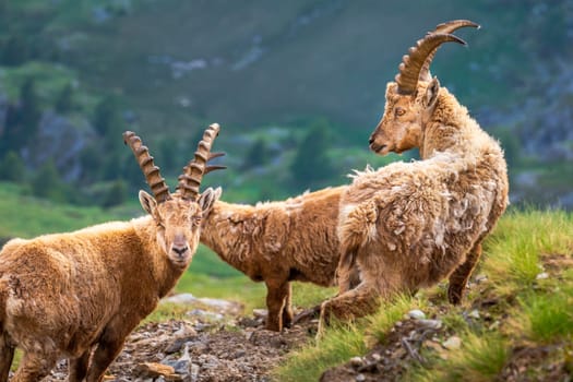 Alpine and brown Ibex in wilderness of alps landscape, Gran Paradiso, Italy