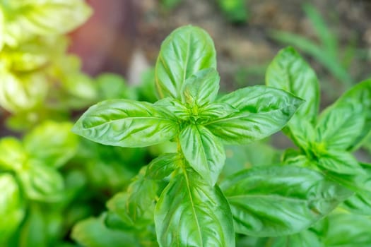 Fresh basil leaves, herb and sunlight. Macro. Close up. Green background