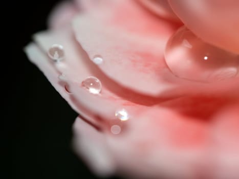 The delicate Princess Sakura rose petals as nature background