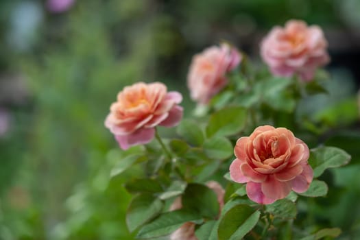 Shape and colors of Distant drums roses that blooming in Tropical climates