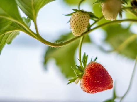 Fresh strawberry have not been collected from a strawberry plant