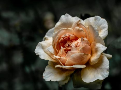 The wounded petals of a withering Masora rose