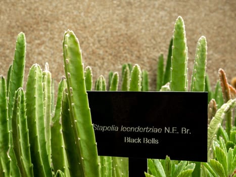 Plant tag label with Succulent plant Black bells