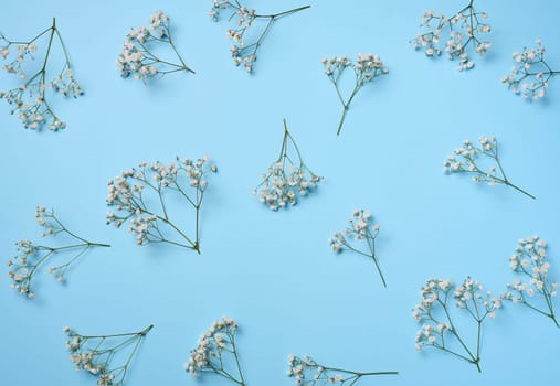 Gypsophilia branch with white flowers on a blue background, top view. 
