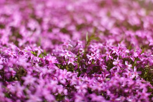 Shallow depth of field photo, only few flowers in focus, pink phlox blossoms lit by sun. Abstract spring flowery garden background, space for text in upper part.