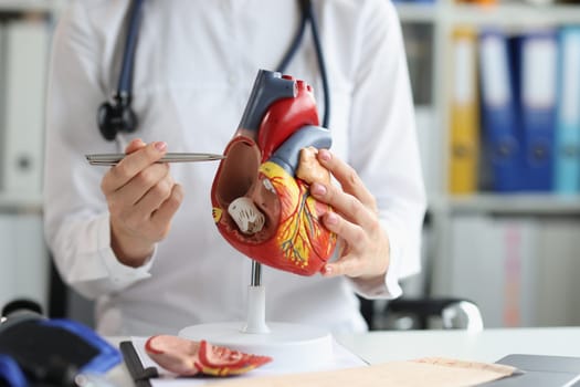 Cardiologist shows the structure and anatomy of human heart
