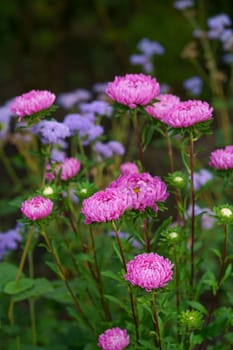 pink aster flowers on green leaves background. Colorful multicolor aster flowers perennial plant. Close up of aster flower garden bed in early autumn september day in farm field