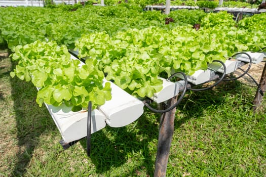 The Hydroponics vegetables Green oak lettuce growing in plastic pipes at Smart farms with hydroponics systems
