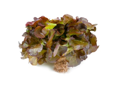 The Red oak leaf lettuce with roots isolated on white background.