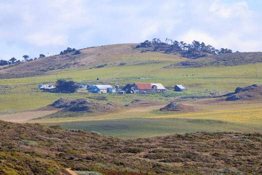 Traditional American cattle ranch on rolling green hills of California