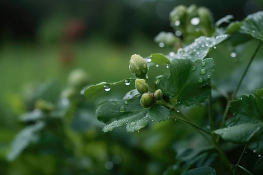 Beautiful plants with dew drops in nature on rainy morning in garden, selective focus. Image in green tones. Spring summer natural background