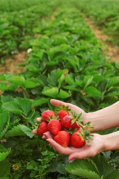 Woman hands holding freshly picked strawberries in both hands, self picking strawberry farm in background, space for text in upper part