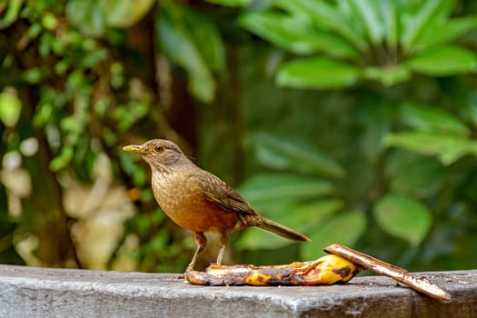 Bird perched on a wall to eat fruit