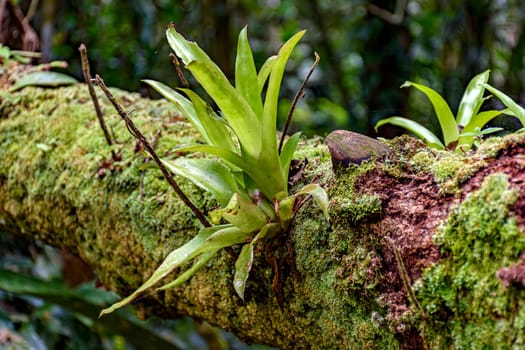 Bromeliad tree trunk from Brazilian rainforest