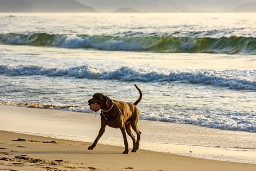 Dog running and playing on the edge of Ipanema beach