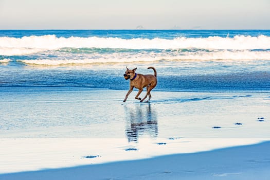Dog running with ball in mouth on the sands