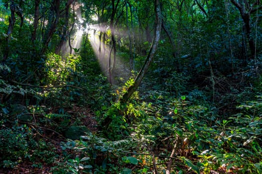 Light streaming through the trees of the rainforest