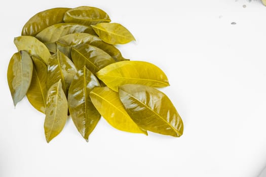 Bay leaves after being boiled and put on the white table.