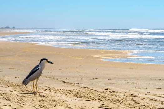 Sea bird perched on the sand