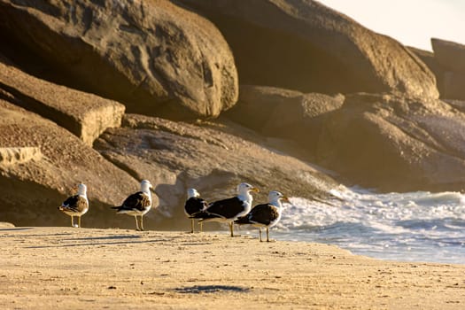 Seagulls resting on the sand