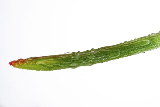 green leaf with dewdrops