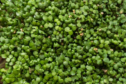 Mustard microgreens. Micro green sprouts for healthy vegan food cooking. Small sprouts of mustard.
