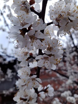 Apricot blossom close up