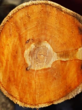 Close-up of the trunk of a sawn apple tree