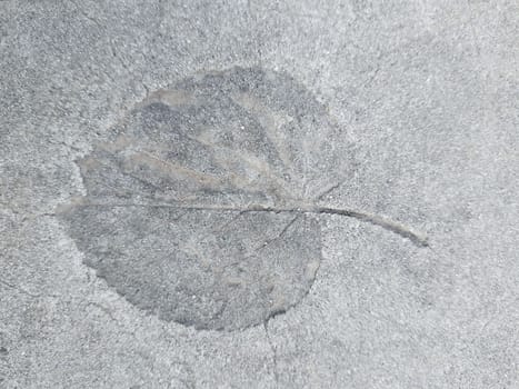 The imprint of a fallen autumn leaf on concrete