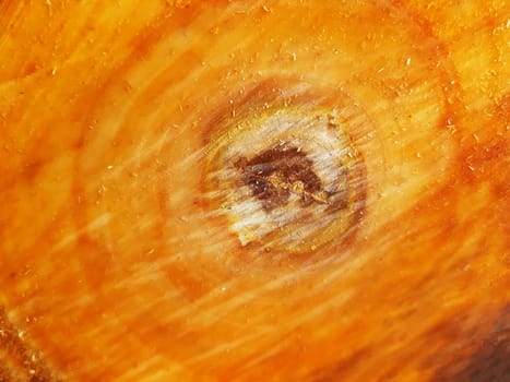 Close-up of the trunk of a sawn apple tree