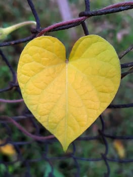 Leaf in the form of a heart on a metal grid close-up