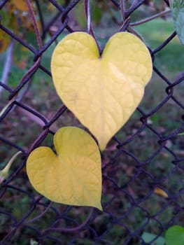 Leaves in the form of a heart on a metal grid close-up