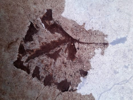 The imprint of a fallen leaf on wet concrete