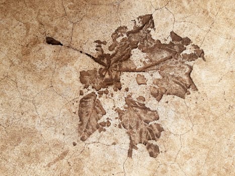 Fallen leaf print on concrete
