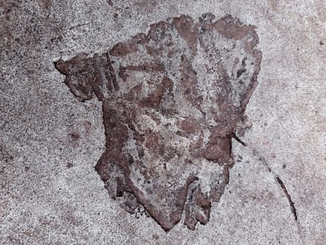 Fallen leaf print on concrete
