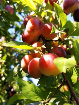 Large fruits of cherry plum on a tree close-up