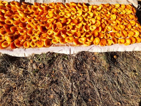 Apricot slices lie on a cloth and dry in the sun close-up