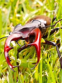 Stag beetle on green grass