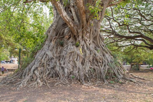 root tree