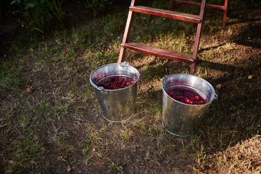 Fresh harvest of organic ripe mature sour cherries in a metal bucket near ladder in orchard. Harvesting cherry berries.