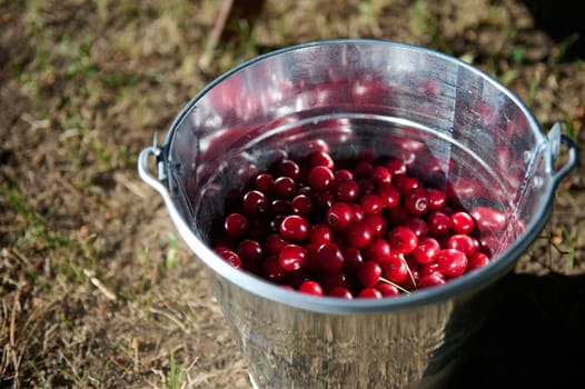 Fresh harvest of organic ripe mature sour cherries in a metal bucket in orchard. Harvesting cherry berries. Close-up
