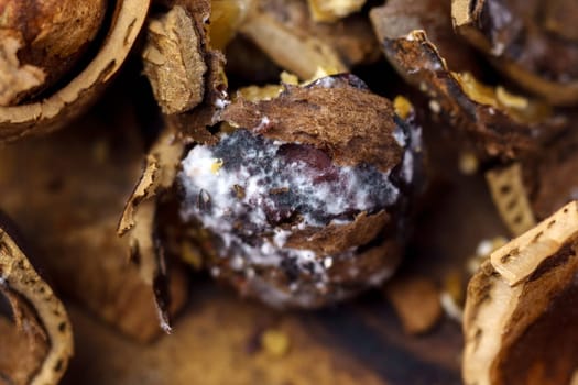 Hazelnuts damaged by parasites and diseases of rot. Pests and hazelnut close up. Macro