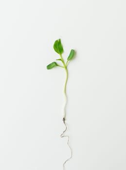 Small pepper seedling, green seedling isolated on white background pulled from the ground. Preparation for disembarkation.
