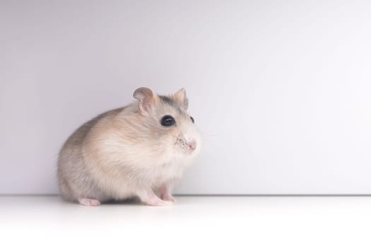 peach hamster on white background, pets