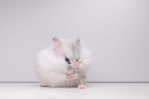 stand in kung fu, white hamster, pets