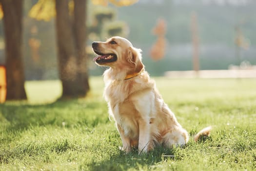 Beautiful Golden Retriever dog have a walk outdoors in the park