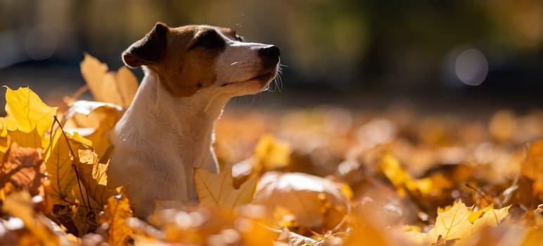 Jack Russell Terrier dog in a pile of yellow fallen leaves.