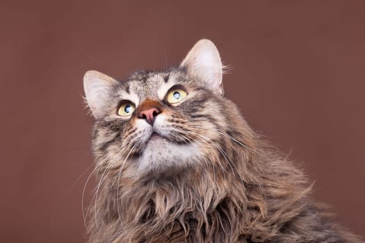 Gorgeous maine coon breed cat
