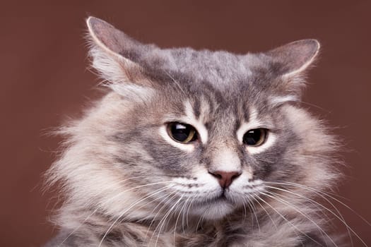 Funny grumpy cat in studio on brown background. Close up photo of family pet